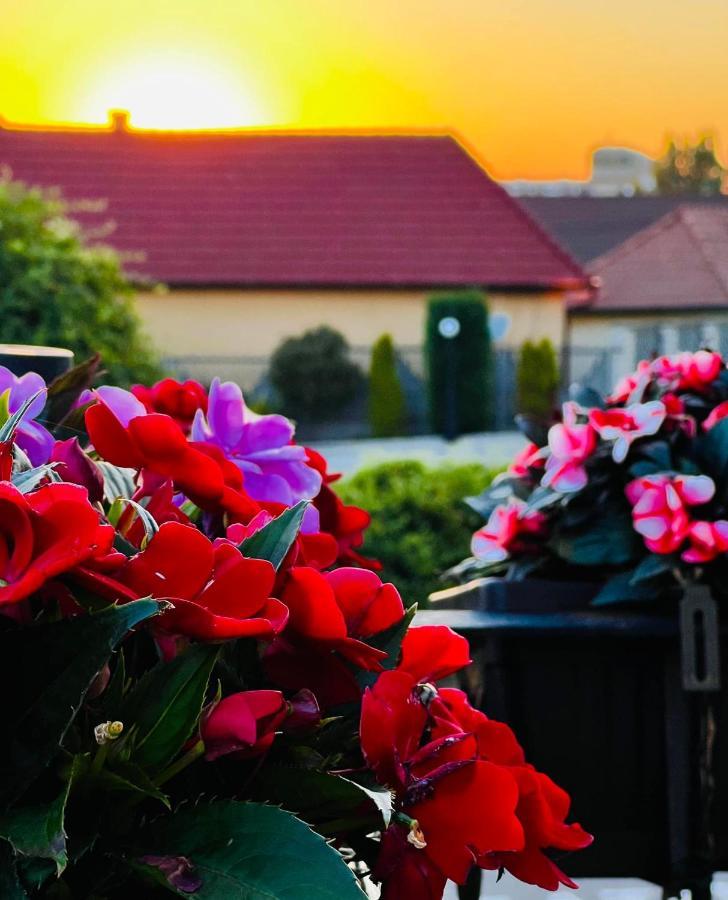 Tomis Pensiune Băile Felix Dış mekan fotoğraf